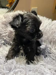 POODLE X CHIHUAHUA PUPS FOR SALE - Photo 5