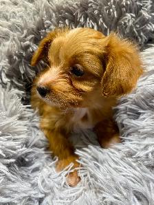 POODLE X CHIHUAHUA PUPS FOR SALE - Photo 6