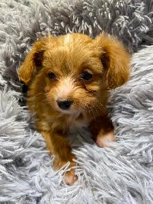 POODLE X CHIHUAHUA PUPS FOR SALE - Photo 7