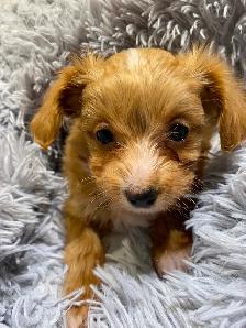 POODLE X CHIHUAHUA PUPS FOR SALE - Photo 8