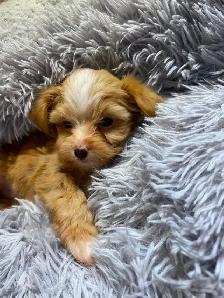 POODLE X CHIHUAHUA PUPS FOR SALE - Photo 9