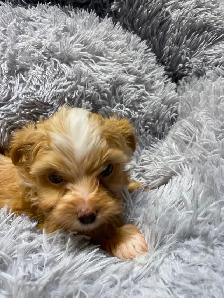 POODLE X CHIHUAHUA PUPS FOR SALE - Photo 10