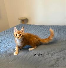 Beautiful purebred Maine Coon kittens