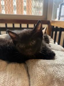 Black kitten