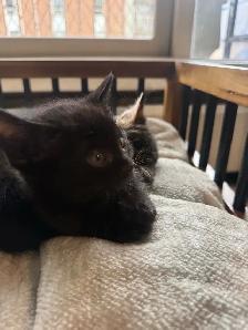 Black kitten - Photo 2