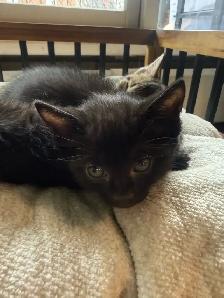 Black kitten - Photo 3
