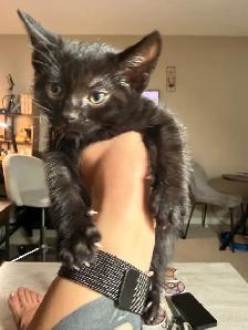 Black kitten - Photo 4