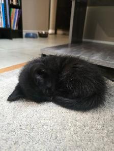Black kitten - Photo 5