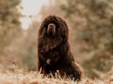 Tibétain mastiff puppy