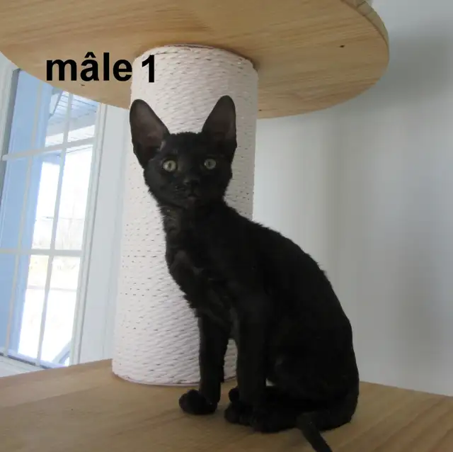 rex cornish vermifugé, micropucé