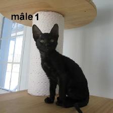 rex cornish vermifugé, micropucé