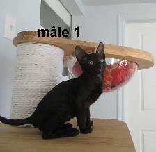 rex cornish vermifugé, micropucé - Photo 2