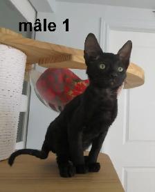 rex cornish vermifugé, micropucé - Photo 3