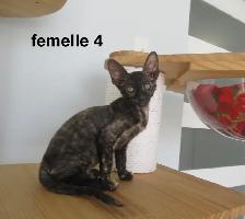 rex cornish vermifugé, micropucé - Photo 4