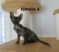 rex cornish vermifugé, micropucé - Photo 5