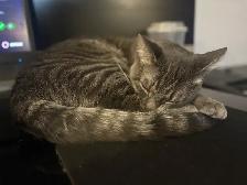 chat de 1 ans (Mâle Non-Opéré)