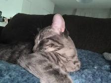 chat de 1 ans (Mâle Non-Opéré) - Photo 2