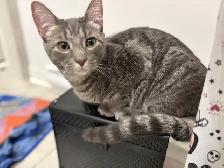 chat de 1 ans (Mâle Non-Opéré) - Photo 3