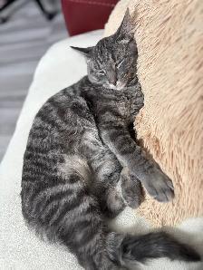 chat de 1 ans (Mâle Non-Opéré) - Photo 4