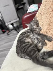 chat de 1 ans (Mâle Non-Opéré) - Photo 5