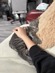 chat de 1 ans (Mâle Non-Opéré) - Photo 6