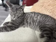 chat de 1 ans (Mâle Non-Opéré) - Photo 7