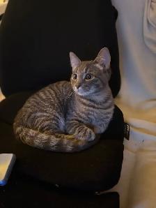 chat de 1 ans (Mâle Non-Opéré) - Photo 8