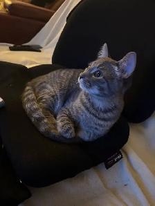 chat de 1 ans (Mâle Non-Opéré) - Photo 9