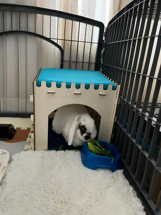 Rascally Rabbit Rescue - Tinsley!