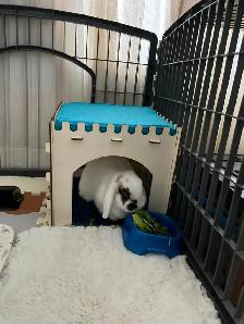 Rascally Rabbit Rescue - Tinsley!