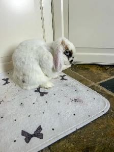 Rascally Rabbit Rescue - Tinsley! - Photo 2