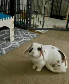 Rascally Rabbit Rescue - Tinsley! - Photo 3