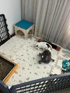 Rascally Rabbit Rescue - Tinsley! - Photo 4