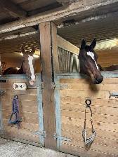 Horse Boarding Available! - Photo 4