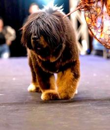 Puppy tibétain mastiff