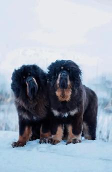 Puppy tibétain mastiff - Photo 3