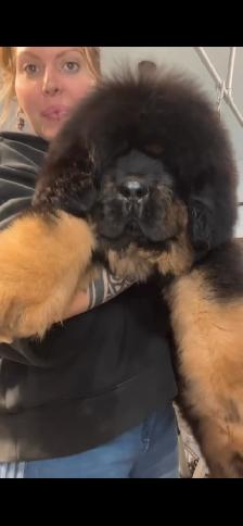 Puppy tibétain mastiff - Photo 4