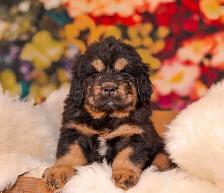 Puppy tibétain mastiff - Photo 5