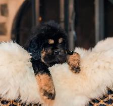 Puppy tibétain mastiff - Photo 6