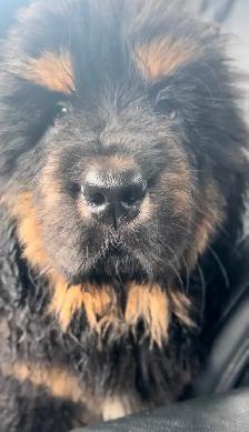 Puppy tibétain mastiff - Photo 7