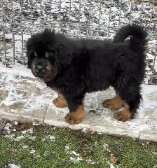 Puppy tibétain mastiff - Photo 8