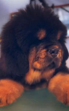 Puppy tibétain mastiff - Photo 9