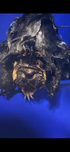 Puppy tibétain mastiff - Photo 10