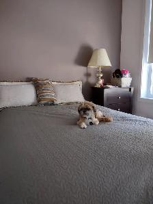 Pension pour petits chiens - Photo 5