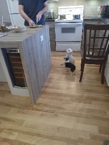 Pension pour petits chiens - Photo 7