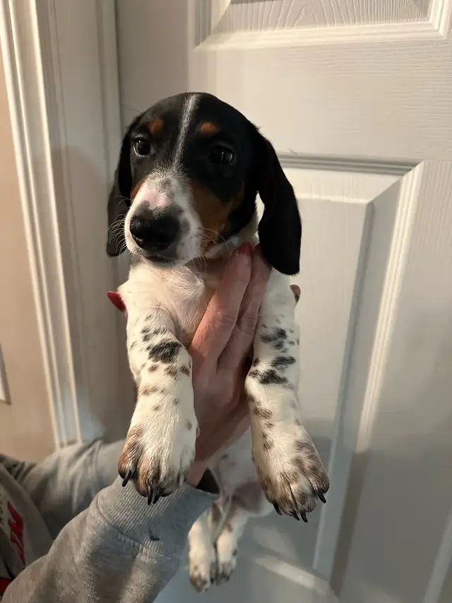 mini dachshunds ready to go!