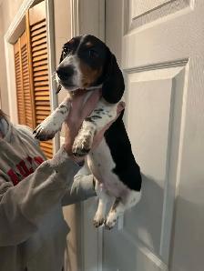 mini dachshunds ready to go! - Photo 2