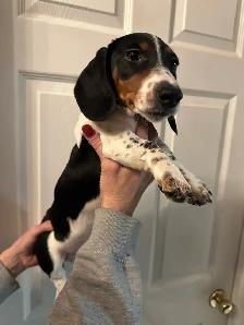 mini dachshunds ready to go! - Photo 3