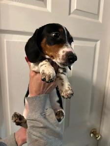 mini dachshunds ready to go! - Photo 4