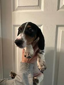 mini dachshunds ready to go! - Photo 5